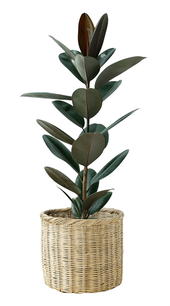 a shelf