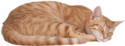 a sleeping cat
